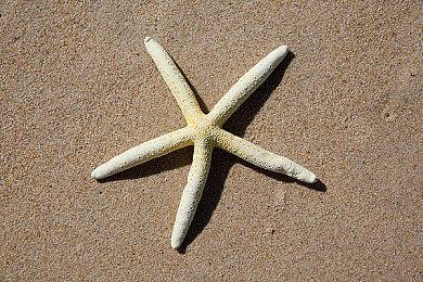 超人气作品《吸血鬼幸存者》即将改编为动画剧集